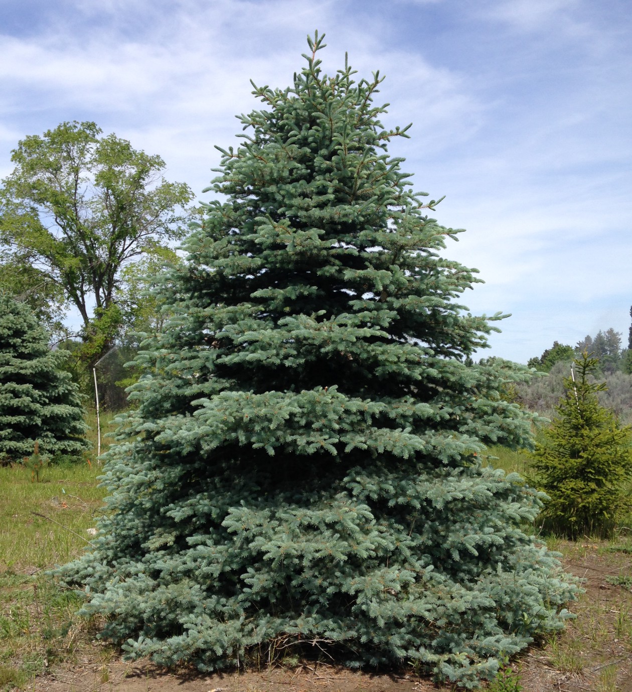 cropped-big-blue-spruce1.jpg